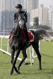 Japanese raider A Shin Hikari (Cup) makes his way to the all-weather track at Sha Tin Racecourse this morning.