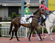 Let Us Win was an unfortunate 10th under Hugh Bowman on his Hong Kong debut last month.