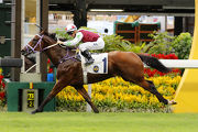 Fabulous One makes all for a comfortable win over 1200m at Happy Valley in June. 