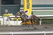 California Whip lands a comfortable 1200m win on Sha Tin��s dirt track last month.