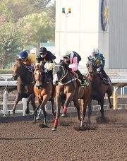 Beauty Only (pink sleeves) crosses the line fourth in today��s first trial on the dirt track.