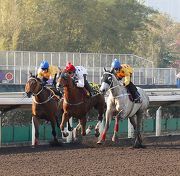 Peniaphobia (inside) finishes third behind Giant Treasure (grey) and Contentment in this morning��s 1200m trial.