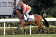Helene Paragon, fourth in today��s barrier trial, will be aimed at the big local races this season.