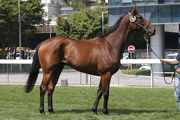 Lot 1, a New Zealand-bred bay gelding by Savabeel. 