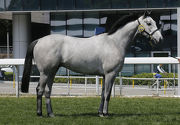 Photo 2, 3<br>
Lot 15, an Irish-bred grey gelding by Dark Angel, the sire of three-time Hong Kong winner Ho In One.