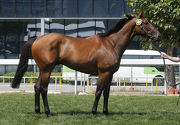 Lot 16, an Australian-bred gelding by Hussonet, the sire of Sha Tin Group 1 winners Glorious Days and Contentment. 