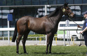 Lot 24, a Holy Roman Emperor gelding, looks a racy type that will be suited to Hong Kong.