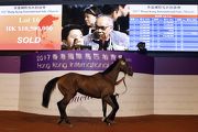 圖一、二、三: 2017香港國際馬匹拍賣會（3月）今晚於沙田馬場馬匹亮相圈舉行，共有29匹未曾出賽的新馬供合資格人士競投。