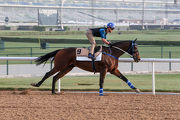 Work rider Paul Lo maintains a firm grip on Dundonnell at Meydan this morning.