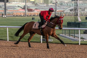 Not Listenin��tome enjoyed a slow canter on Meydan��s dirt track today.