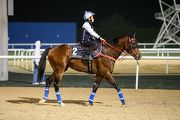 Amazing Kids appears to be in good condition as he prepares for the G1 Al Quoz Sprint this Saturday.