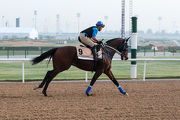 The Caspar Fownes-trained Dundonnell worked at Meydan this morning.