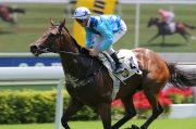 Last year��s Hong Kong International Sale topper Jing Jing Win has won two of his three starts this term.
