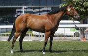 Lot 12, a Starcraft gelding, is from the family of former two-time Hong Kong Horse of the Year Fairy King Prawn.