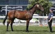 Lot 10, a Duporth gelding, looks a ready-made racehorse.