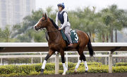 Dicton exercises on the Sha Tin all-weather track this morning.