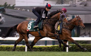 Werther (near side) with Sam Clipperton on board works with lead horse Leading City.