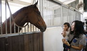 Photo 3 , 4: <br>
Stable visits provide an opportunity to learn more about horses.