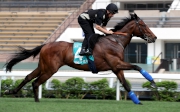 Convey exercises on the Sha Tin turf track today.