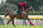 Beauty Only has a serious gallop on the Tokyo turf this morning.