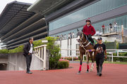 Tony Cruz inspects Beauty Only during trackwork.