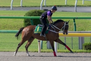 Beauty Only canters on the all-weather track at Tokyo racecourse this morning.