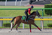 Beauty Only (photo 1) and Contentment (photo 2) canter on the dirt track at Tokyo racecourse this morning.