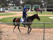 「永樂驍騎」週一於華利比國際馬匹中心出試
