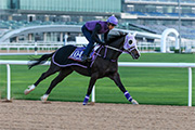 Classic Emperor works over Meydan��s dirt track on Monday.