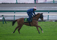 Blizzard exercises on the turf track at Chukyo Racecourse this morning.