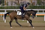 Fight Hero canters on the sand track at Seoul Racecourse on Saturday morning.