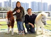 Parents and their child pose for photos with the adorable Shetland ponies.

