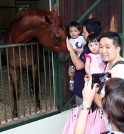 Photo 8, 9, 10, 11 & 12<br>
Thousands of visitors flock to the annual Tuen Mun Public Riding School Open Day, enjoying an array of equine-themed activities.