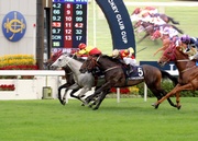 Photo 1, 2, 3<br> Producing a strong late charge in a thrilling finish, the Tony Cruz-trained California Memory (red cap, grey horse), ridden by Matthew Chadwick, nods home first to win the LONGINES Jockey Club Cup (G2 - 2000m) at Sha Tin racecourse today.