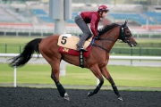 John Moore-trained Frederick Engels today exercises on Meydan’s Tapeta surface in preparation for his assignment in the G1 Dubai Golden Shaheen on Saturday.