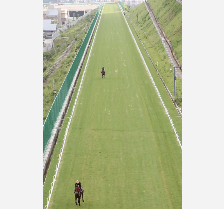 Whyte and Leung partner Racing Development Board stable horses for fast work on the turf uphill gallop at Conghua Training Centre.