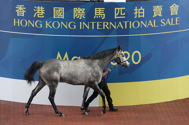Lot 11, a son of Kodiac out of the G3-placed Coolnagree, sells for HK$6.5 million, the highest price at today’s sale.