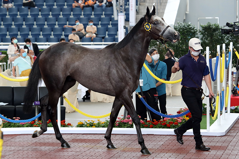 Lot 9, a son of Exceed and Excel from the Alruccaba family, sells for HK$4 million.