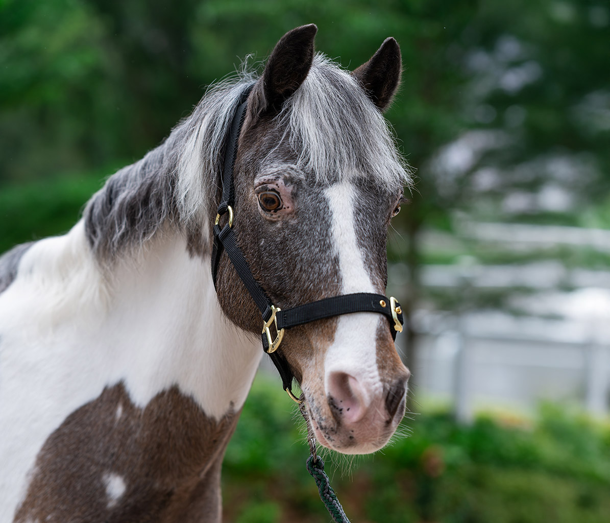 mo-ponies-Bartsway-new