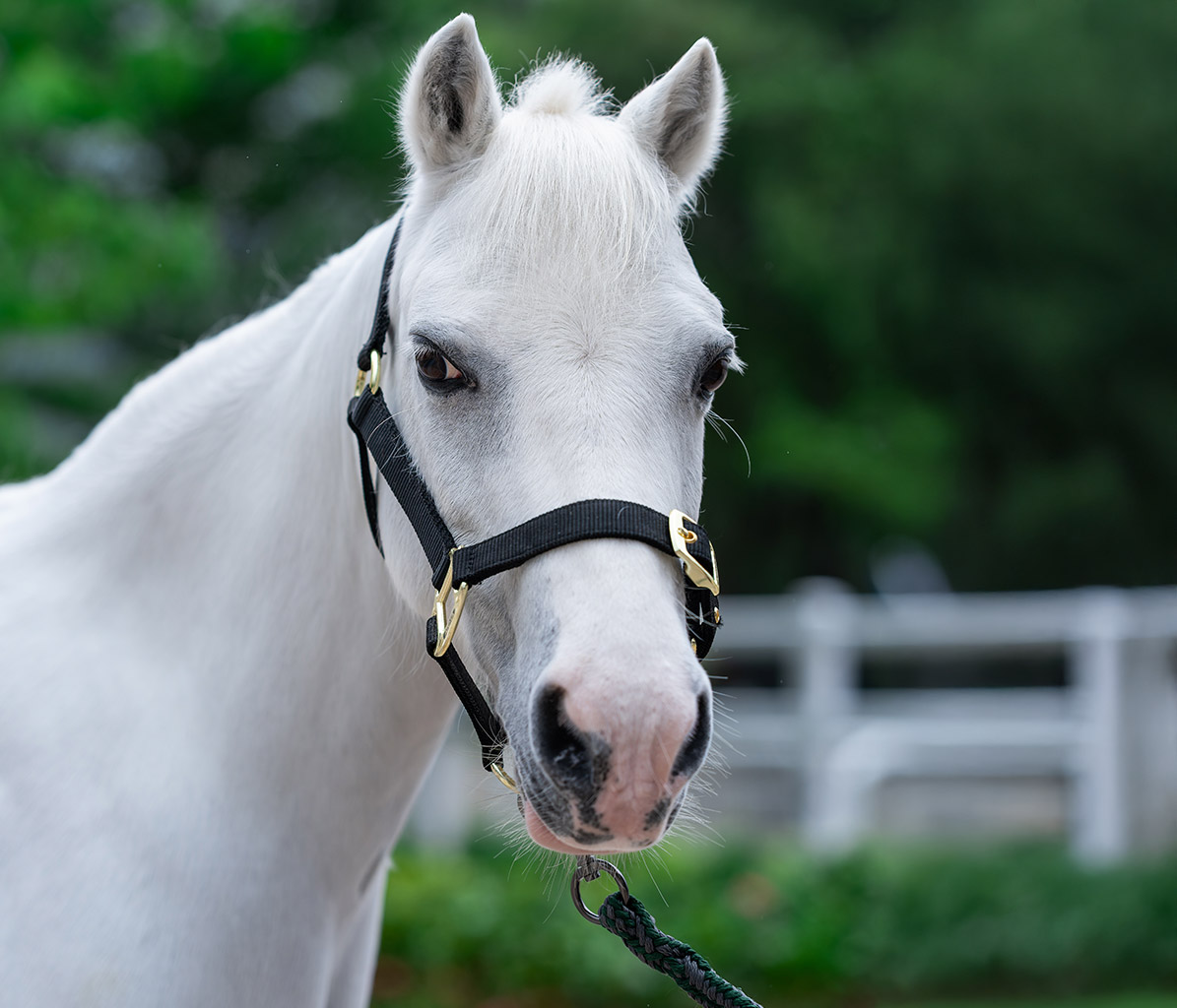 mo-ponies-Bonni-new
