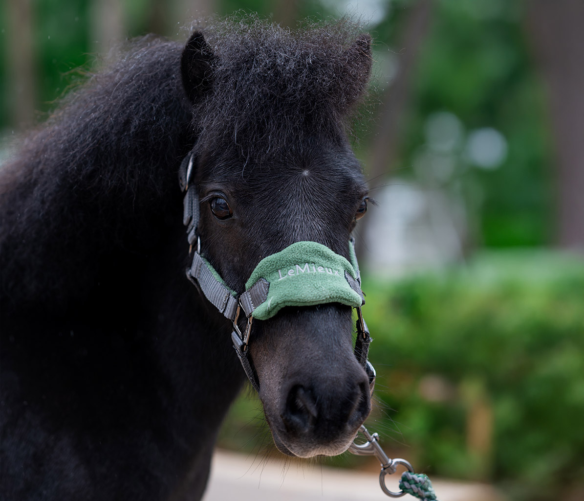 mo-ponies-Gypsy-new