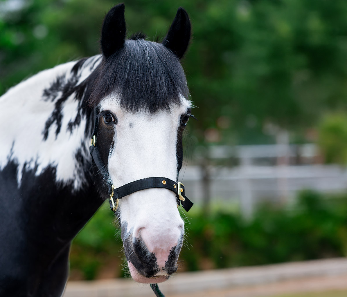 mo-ponies-Malaki-new