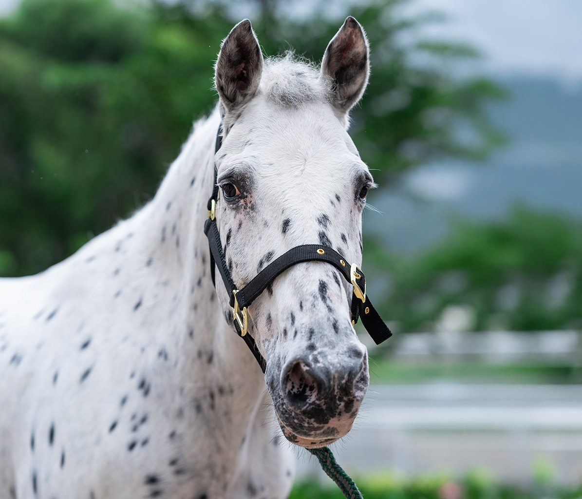mo-ponies-Paul-new