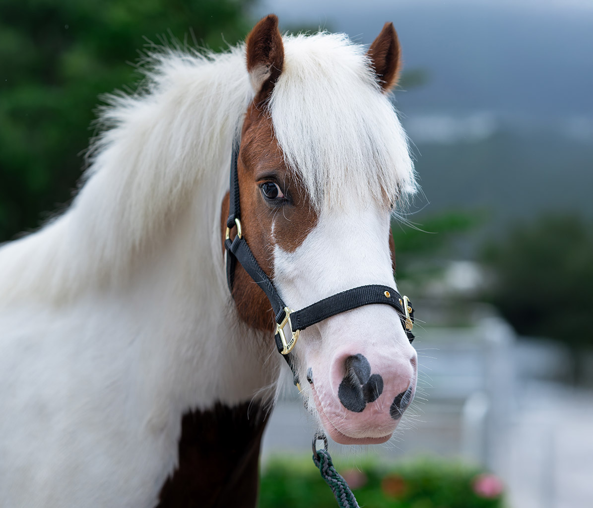 mo-ponies-Pedro-new