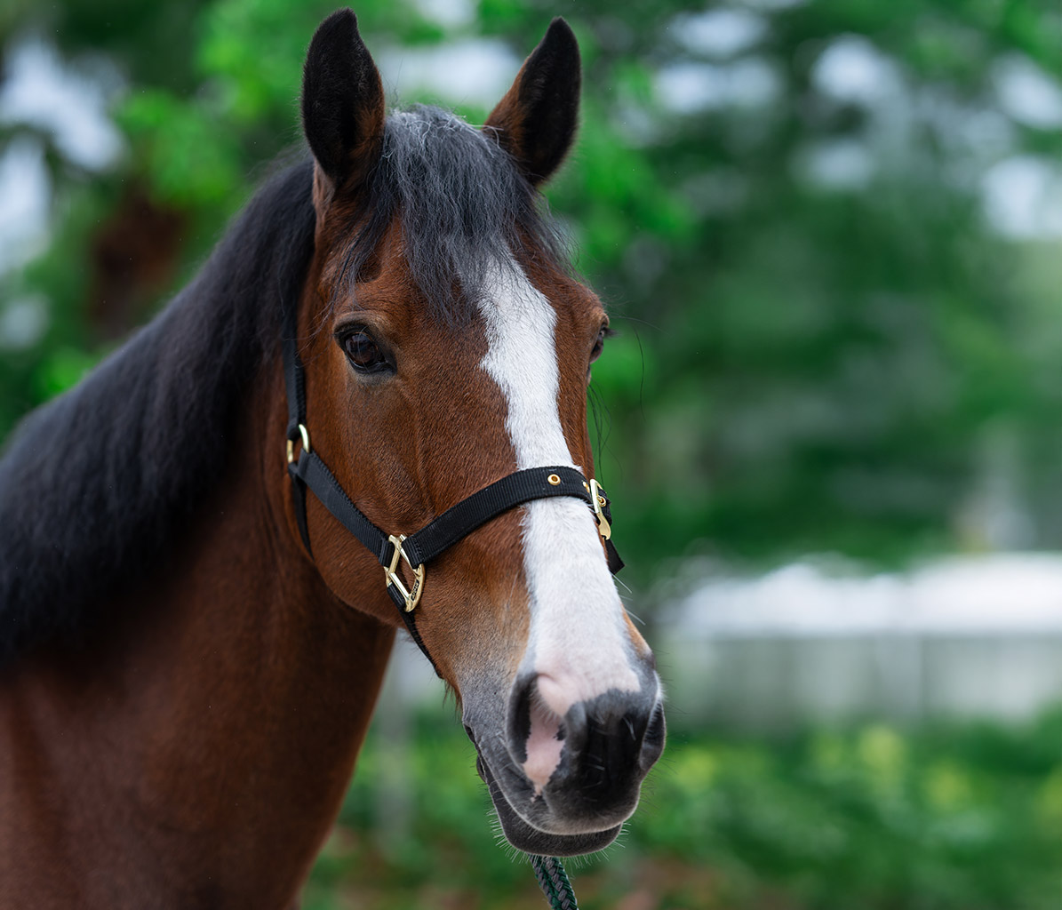 mo-ponies-TeddyJunior-new
