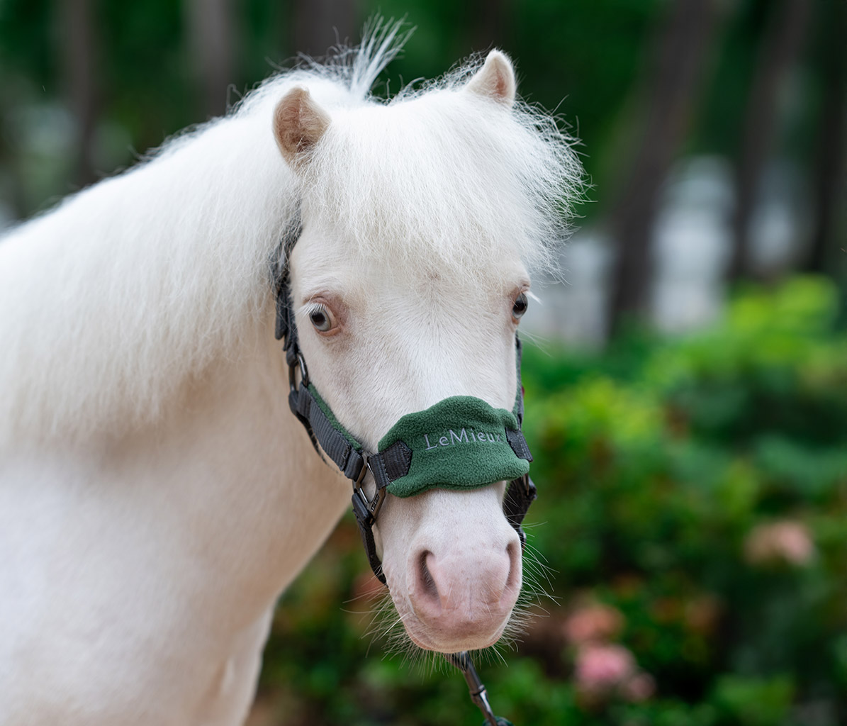 mo-ponies-Tomas-new